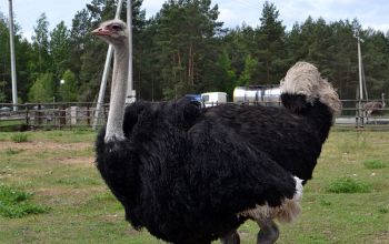 Дети из лагеря «Истоки» в Полоцке