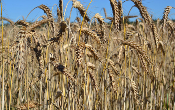 Зажинки в Борисовском районе