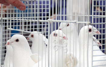 Свято-Воскресенский кафедральный собор освящен после реконструкции