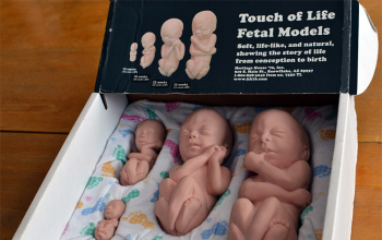 В Борисове вновь проходит выставка «Спасай взятых на смерть»