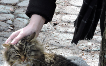 Масленица в усадьбе «Бивак»